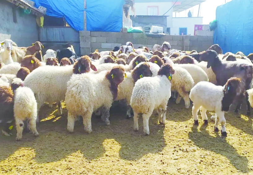 Yem maliyetlerindeki artış  üreticiyi zor durumda bırakıyor