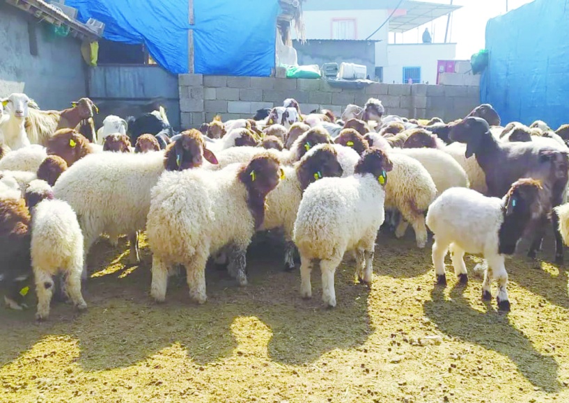 Yem maliyetlerindeki artış  üreticiyi zor durumda bırakıyor