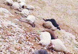Küçükbaş hayvanların  yüzde 95’i sigortasız