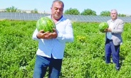 Araban’da güz karpuzu hasadı sürüyor