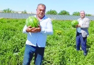 Araban’da güz karpuzu hasadı sürüyor