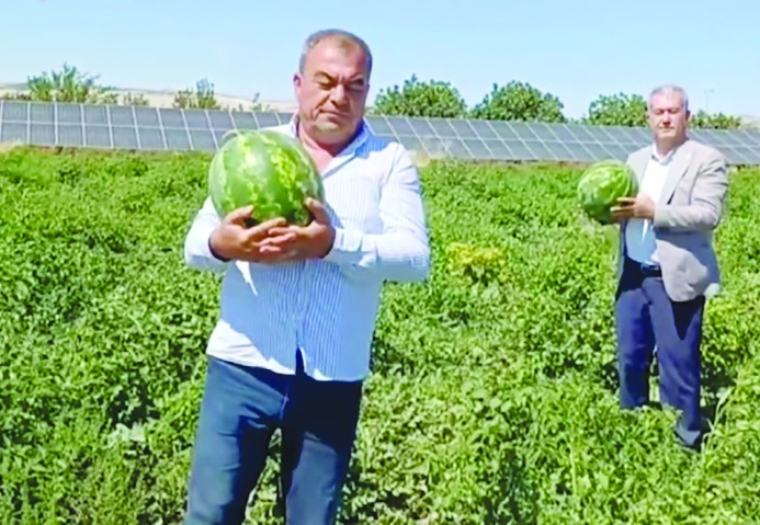 Araban’da güz karpuzu hasadı sürüyor