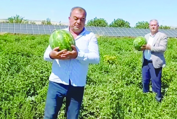 Araban’da güz karpuzu hasadı sürüyor