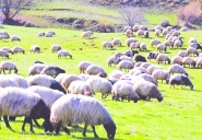 Tarımda ürün bol ancak para etmiyor  hayvancılıkta üretim hedefleri tutmuyor
