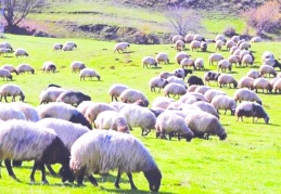 Tarımda ürün bol ancak para etmiyor  hayvancılıkta üretim hedefleri tutmuyor