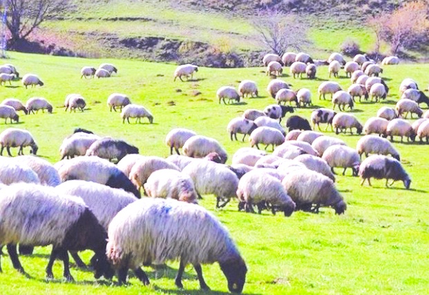 Tarımda ürün bol ancak para etmiyor  hayvancılıkta üretim hedefleri tutmuyor