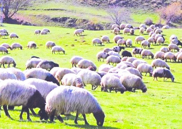 Tarımda ürün bol ancak para etmiyor  hayvancılıkta üretim hedefleri tutmuyor