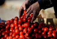 2017- Nisan 2018 arasında domates sevkiyatının yapılmasına izin verilebilecek