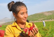 20-50 TL arası yevmiye ile çoluk-çocuk biber topluyor