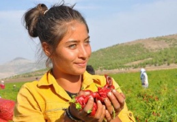 20-50 TL arası yevmiye ile çoluk-çocuk biber topluyor