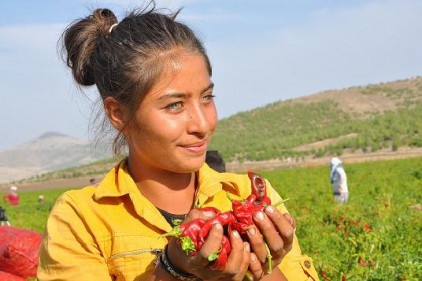 20-50 TL arası yevmiye ile çoluk-çocuk biber topluyor