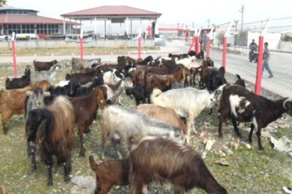 75 adet kaçak küçükbaş hayvan ele geçirildi