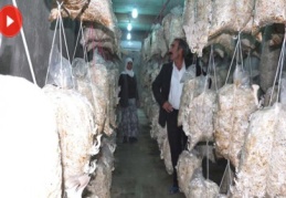 3 ayda 2 ton mantar üretti