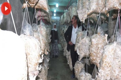 3 ayda 2 ton mantar üretti