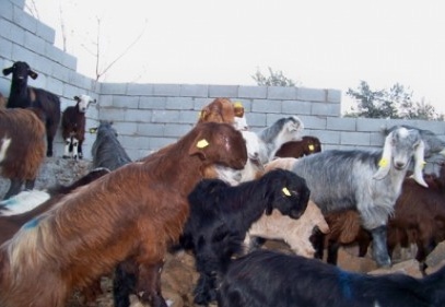 33 baş kaçak keçi ele geçirildi