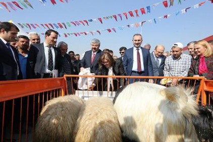 2 bin 251 çiftçiye “Koyun süt yemi” dağıtıldı