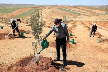 4 bin 100 fidan dikildi