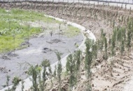 6 bin 400 kilometre yol kenarı ağaçlandırılacak