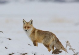 6 bin 265 kişiye "Kaçak Av" cezası verildi