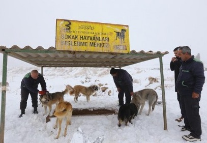 5 bin 78 sokak köpeğinin tedavi ve bakımı yapıldı