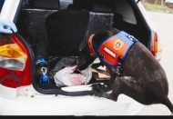 5 bin adet uyuşturucu ve uyarıcı hap ele geçirildi