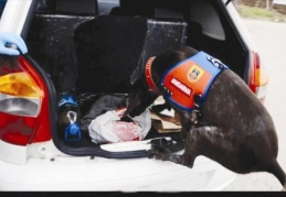 5 bin adet uyuşturucu ve uyarıcı hap ele geçirildi