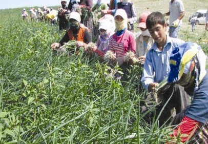 300 bin kişi mevsimlik tarım işçisi olarak çalışıyor