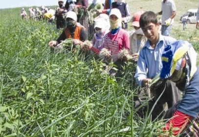 300 bin kişi mevsimlik tarım işçisi olarak çalışıyor