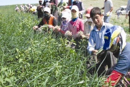 300 bin kişi mevsimlik tarım işçisi olarak çalışıyor