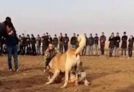 50 bin lira bahisle köpek ve horoz döğüştürüyorlardı