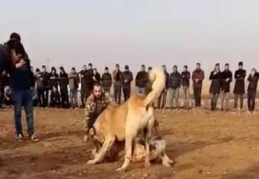 50 bin lira bahisle köpek ve horoz döğüştürüyorlardı