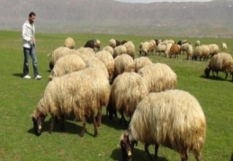 100 bin tane çoban ihtiyacımız var