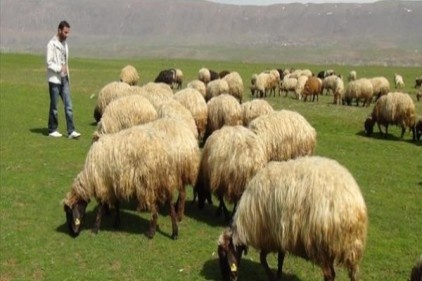 100 bin tane çoban ihtiyacımız var