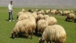 100 bin tane çoban ihtiyacımız var