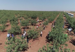 270 bin ton olan rekolteyi 400 bin tona çıkaracağız