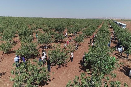 270 bin ton olan rekolteyi 400 bin tona çıkaracağız
