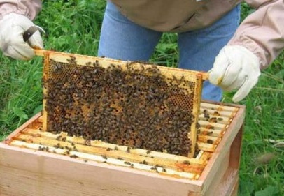 20 binden fazla arı kovanımız var