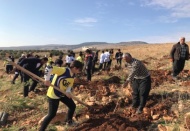 400 çam fidanı toprakla buluştu