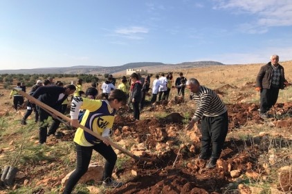400 çam fidanı toprakla buluştu