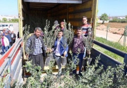 200 çiftçiye, 50 bin zeytin fidanı dağıtıldı
