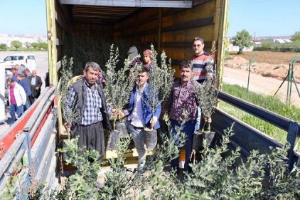 200 çiftçiye, 50 bin zeytin fidanı dağıtıldı