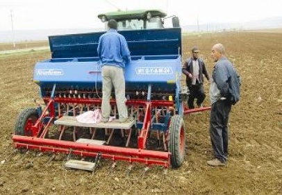 10 dekarlık alana 6 çeşit buğday ekildi