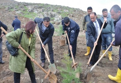 500 dönüm alana 100 bin ağaç dikildi