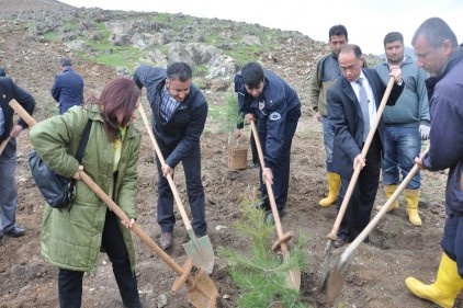 500 dönüm alana 100 bin ağaç dikildi