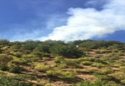 5 dönüm ormanlık alan yandı