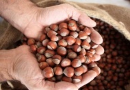 40 gram fındık anne sütünü yüzde 10 artırıyor