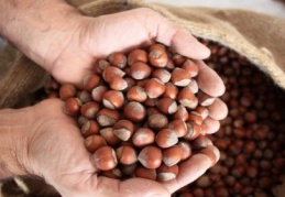 40 gram fındık anne sütünü yüzde 10 artırıyor