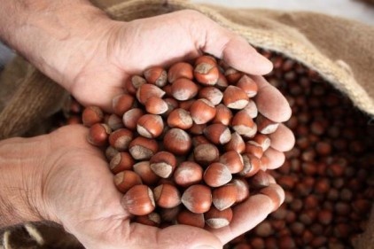 40 gram fındık anne sütünü yüzde 10 artırıyor