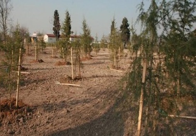 81 ilde bereket ormanları kurulacak