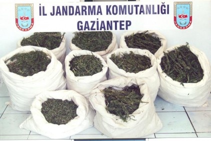 1 kilo 750 gram esrar ele geçirildi